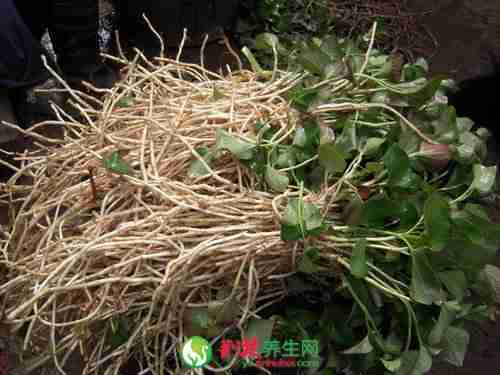 鱼腥草的功效 巧服清热止咳排脓血