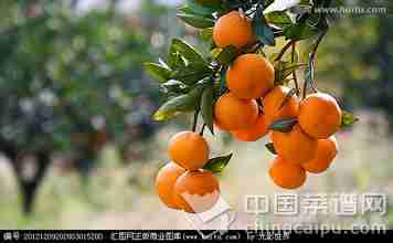 一个橘子功效等同五味药